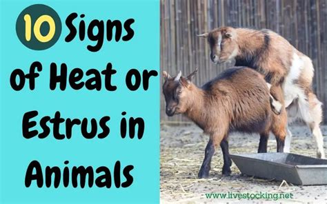 What Is Oestrus In Farm Animals